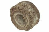 Fossil Fish (Ichthyodectes) Vertebra - Kansas #187395-1